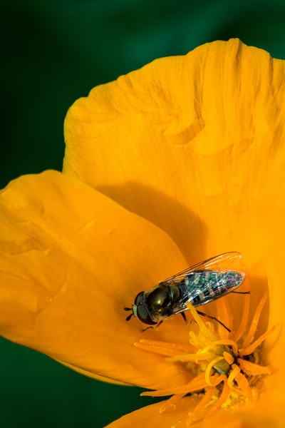 黄花上的黑色和黄色蜜蜂
